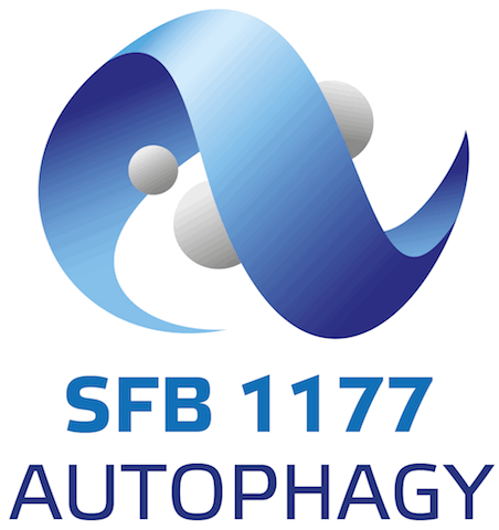 SFB1177-Logo